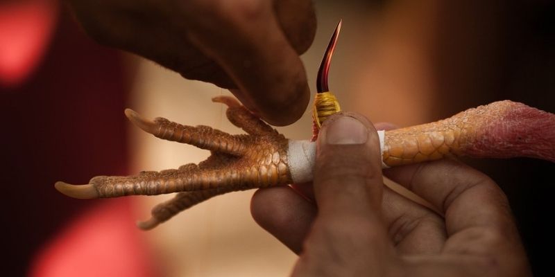 Đá Gà Cựa Sắt Thomo Bong88 – Sự Kịch Tính Từng Trận Đấu 2 Sự kịch tính trong từng trận đá gà cựa sắt Thomo